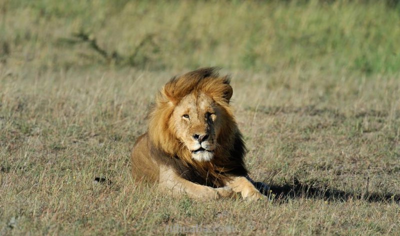 儿童简笔画精选-狮子(Lion )的简笔画步骤 儿童简笔画精选-狮子(Lion )的简笔画步骤