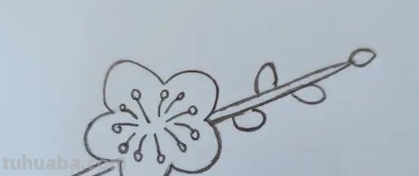 腊梅怎么用彩铅画(腊梅怎么用彩铅画好看) 腊梅怎么用彩铅画(腊梅怎么用彩铅画好看)