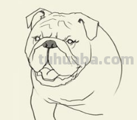 简笔画大全-为了补偿之前小编没有更新，动物简笔画大全