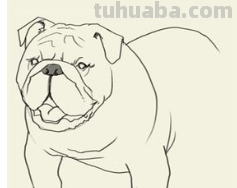 简笔画大全-为了补偿之前小编没有更新，动物简笔画大全