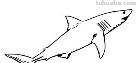 简笔画大全-为了补偿之前小编没有更新，动物简笔画大全