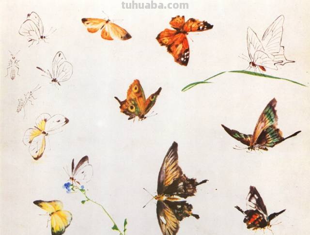 王雪涛 小写意昆虫画法图例