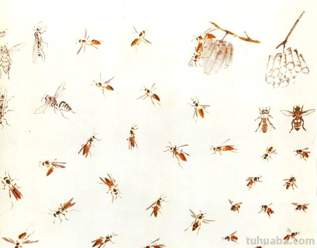 王雪涛 小写意昆虫画法图例