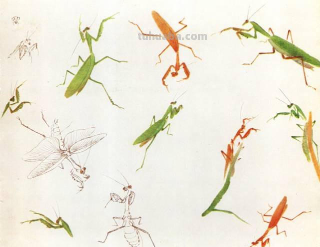 王雪涛 小写意昆虫画法图例