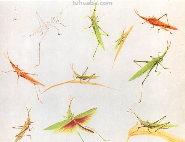 王雪涛 小写意昆虫画法图例