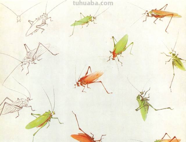 王雪涛 小写意昆虫画法图例