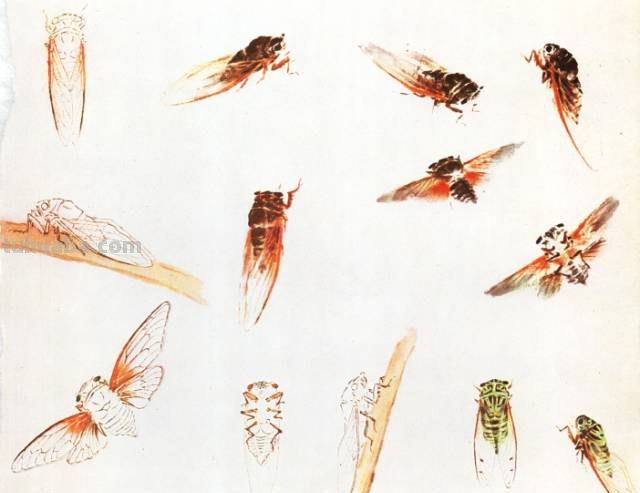 王雪涛 小写意昆虫画法图例