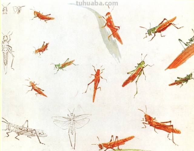 王雪涛 小写意昆虫画法图例