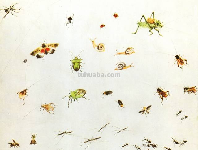 王雪涛 小写意昆虫画法图例