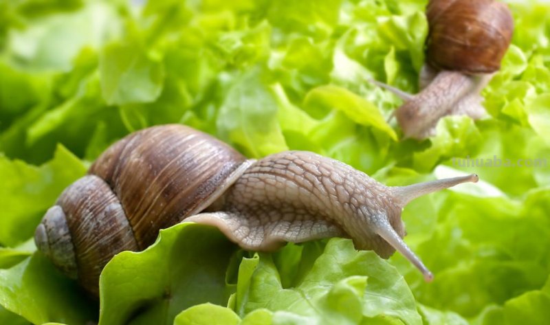 儿童简笔画精选-蜗牛（Snail）的画法