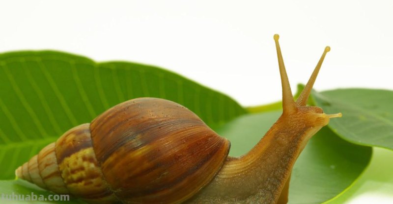 儿童简笔画精选-蜗牛（Snail）的画法