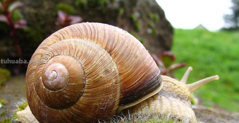 儿童简笔画精选-蜗牛（Snail）的画法