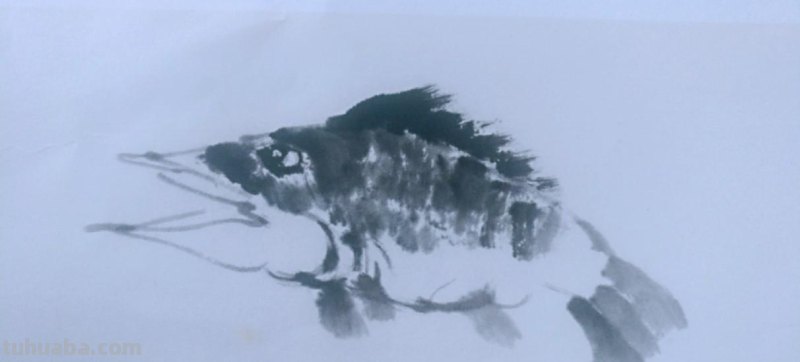 国画技法5:鳜鱼的画法 国画技法5:鳜鱼的画法