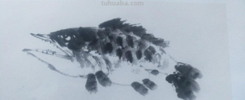 国画技法5:鳜鱼的画法 国画技法5:鳜鱼的画法