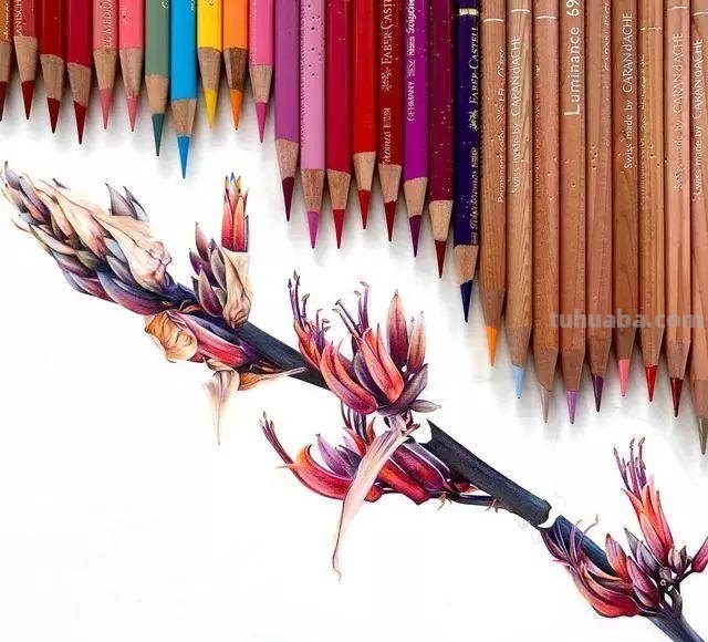 21幅超写实的彩铅画，让人赏心悦目，堪比照片