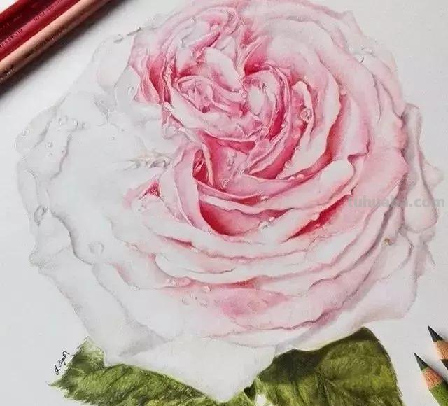 彩铅作品分享—12种超细腻逼真的彩铅画，令人惊叹