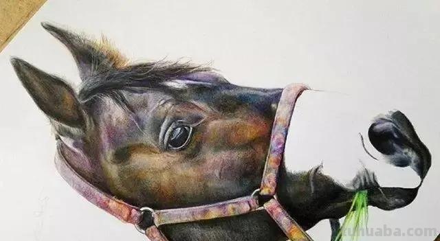 彩铅作品分享—12种超细腻逼真的彩铅画，令人惊叹