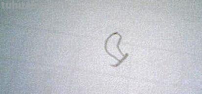 青椒怎么画简笔画（青椒怎么画简笔画图片）