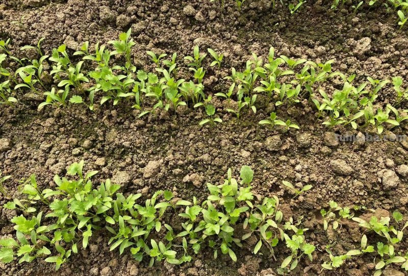 最近叶菜太贵了，那就在家里种吧，掌握这些方法，叶菜多得吃不完