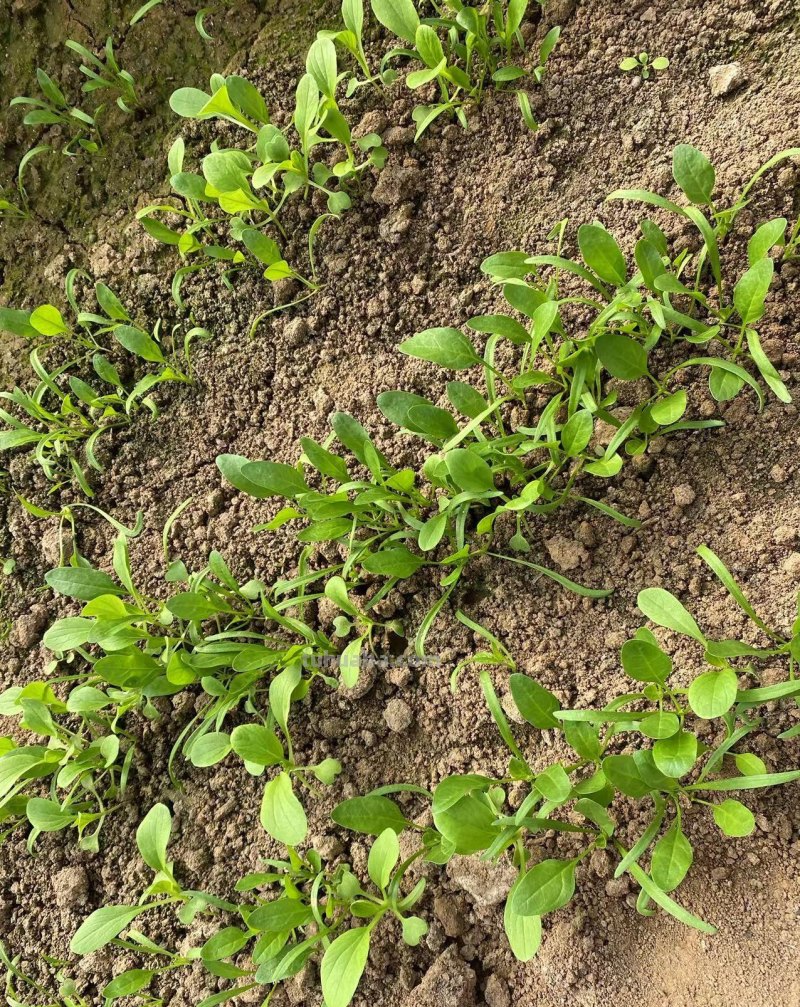 最近叶菜太贵了，那就在家里种吧，掌握这些方法，叶菜多得吃不完