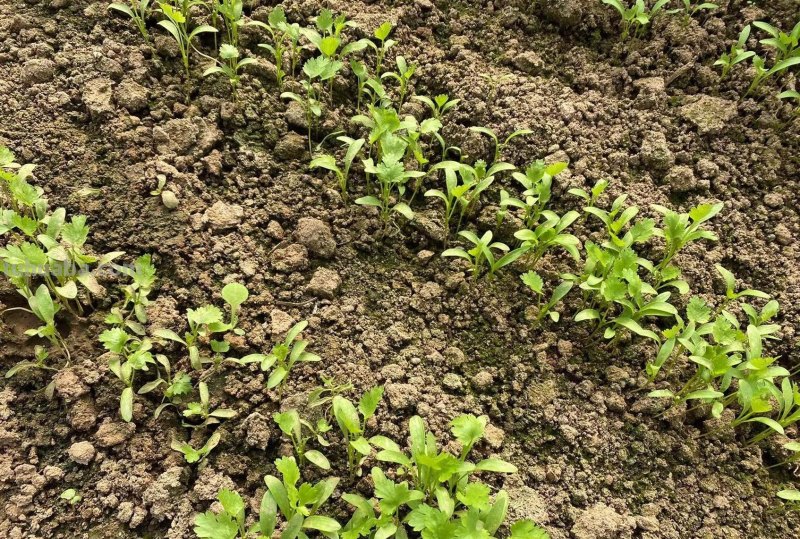 最近叶菜太贵了，那就在家里种吧，掌握这些方法，叶菜多得吃不完