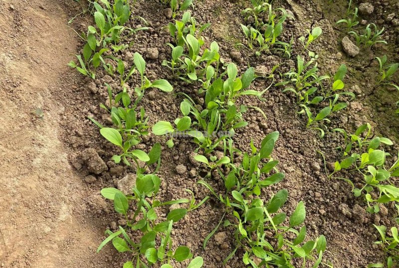 最近叶菜太贵了，那就在家里种吧，掌握这些方法，叶菜多得吃不完