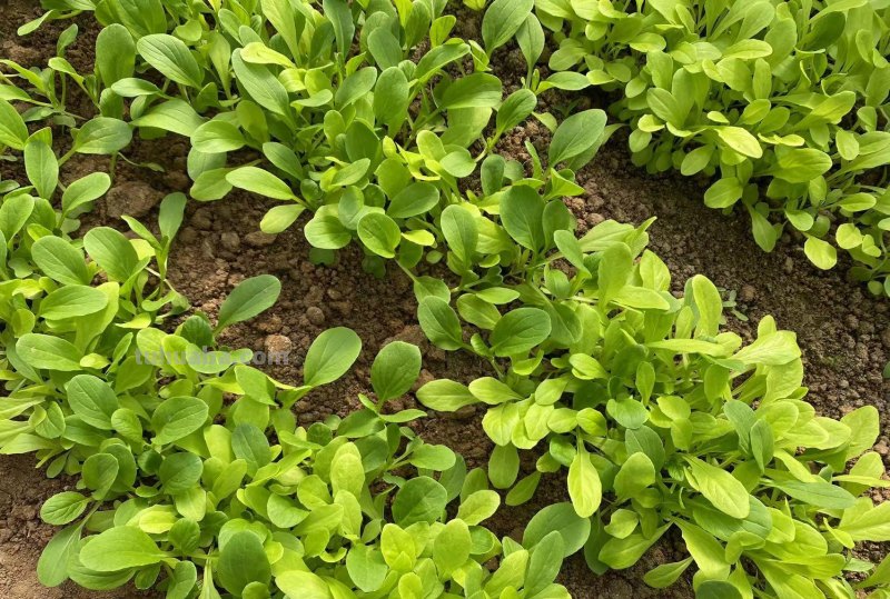 最近叶菜太贵了，那就在家里种吧，掌握这些方法，叶菜多得吃不完