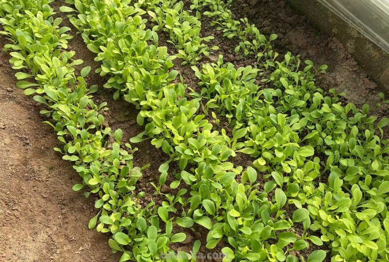 最近叶菜太贵了，那就在家里种吧，掌握这些方法，叶菜多得吃不完