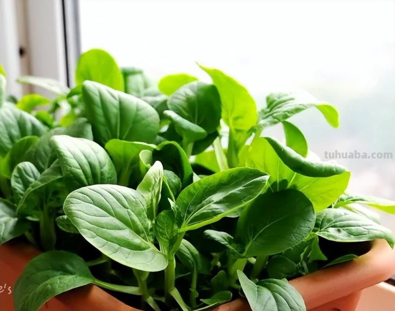 超好养的6种蔬菜，在家里种一盆，不缺菜吃，繁茂美观，收获满满