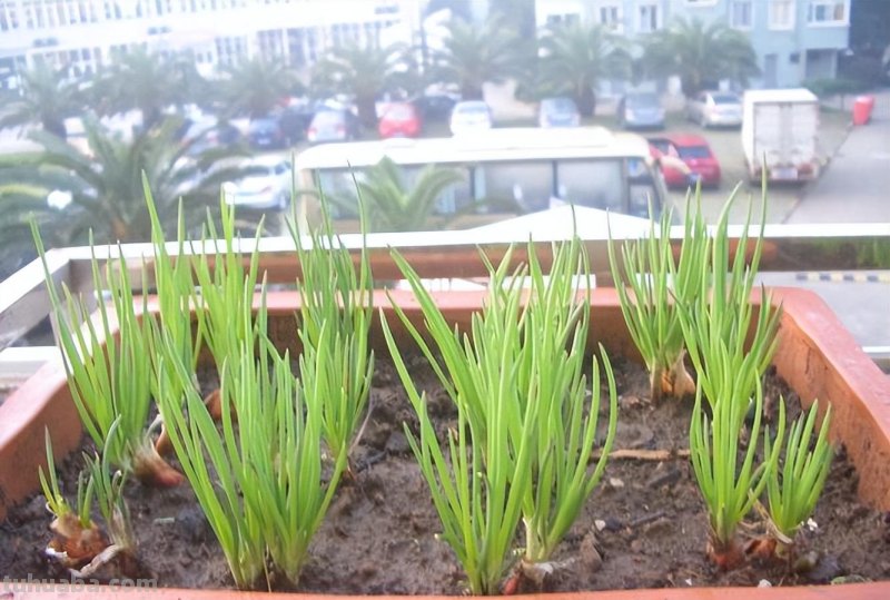 超好养的6种蔬菜，在家里种一盆，不缺菜吃，繁茂美观，收获满满