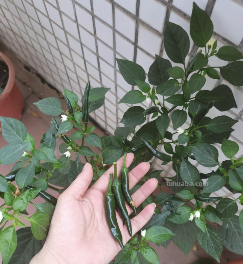 超好养的6种蔬菜，在家里种一盆，不缺菜吃，繁茂美观，收获满满