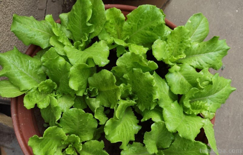 超好养的6种蔬菜，在家里种一盆，不缺菜吃，繁茂美观，收获满满