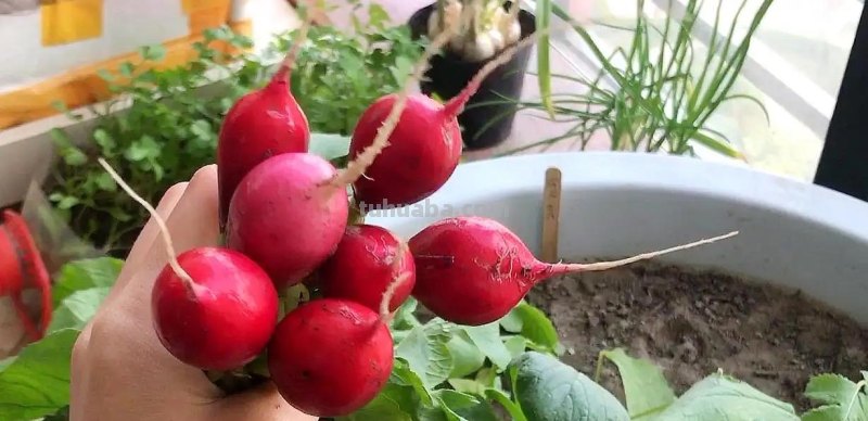 超好养的6种蔬菜，在家里种一盆，不缺菜吃，繁茂美观，收获满满