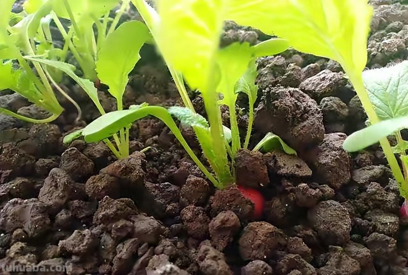 超好养的6种蔬菜，在家里种一盆，不缺菜吃，繁茂美观，收获满满