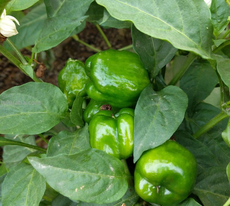 超好养的6种蔬菜，在家里种一盆，不缺菜吃，繁茂美观，收获满满