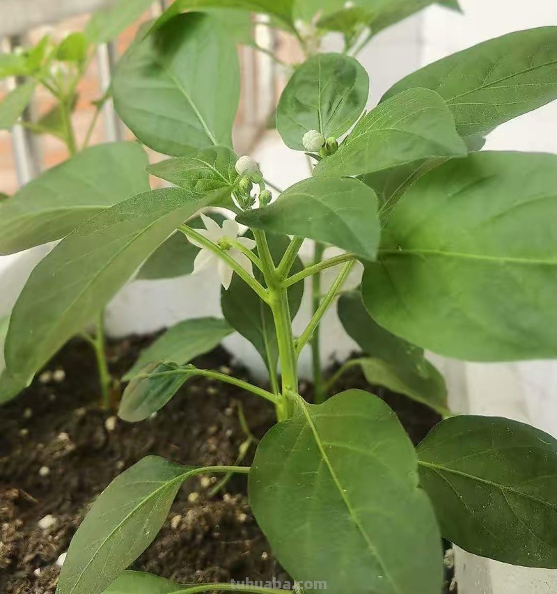 超好养的6种蔬菜，在家里种一盆，不缺菜吃，繁茂美观，收获满满