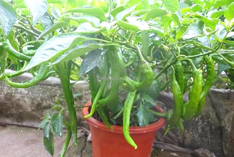 超好养的6种蔬菜，在家里种一盆，不缺菜吃，繁茂美观，收获满满