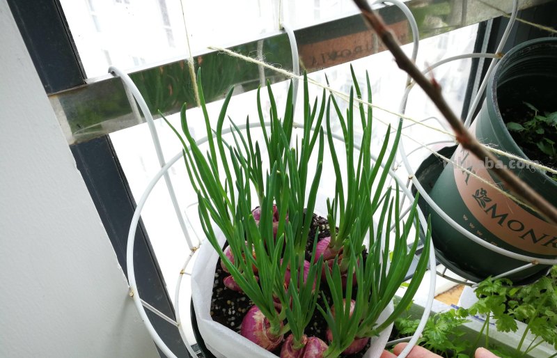 超好养的6种蔬菜，在家里种一盆，不缺菜吃，繁茂美观，收获满满