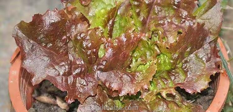 超好养的6种蔬菜，在家里种一盆，不缺菜吃，繁茂美观，收获满满