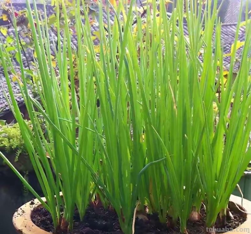 超好养的6种蔬菜，在家里种一盆，不缺菜吃，繁茂美观，收获满满