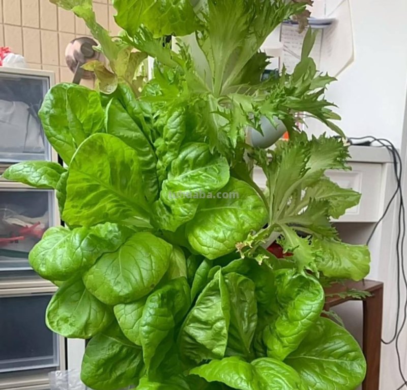 超好养的6种蔬菜，在家里种一盆，不缺菜吃，繁茂美观，收获满满