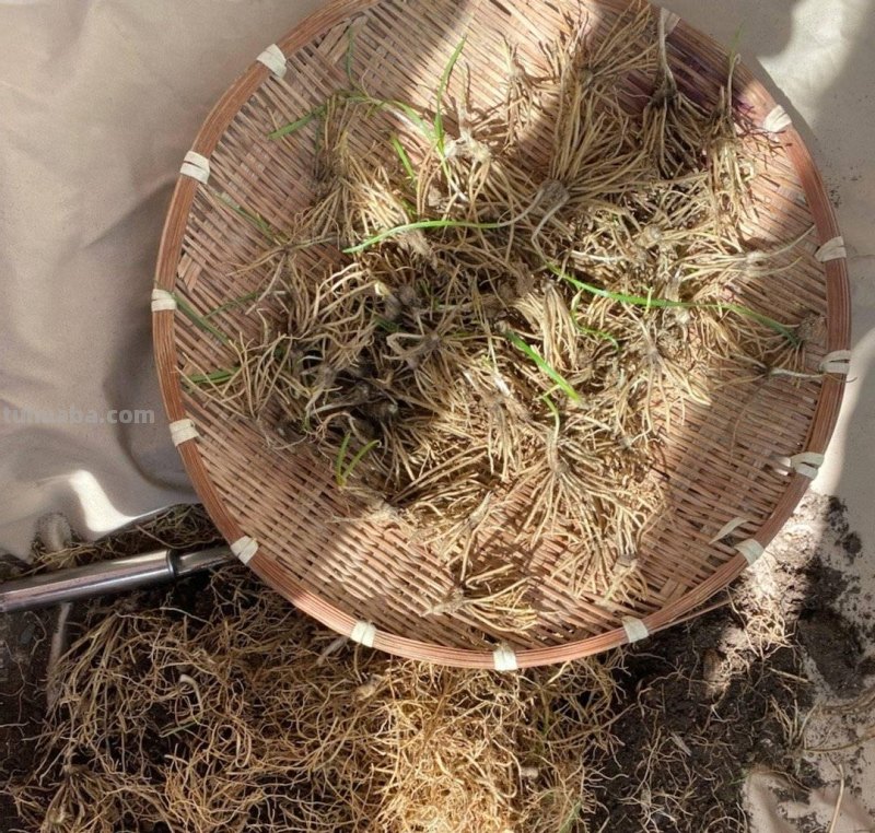 超好养的6种蔬菜，在家里种一盆，不缺菜吃，繁茂美观，收获满满