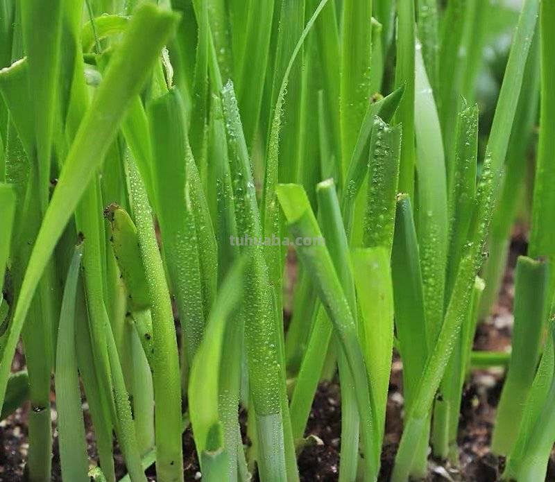 超好养的6种蔬菜，在家里种一盆，不缺菜吃，繁茂美观，收获满满