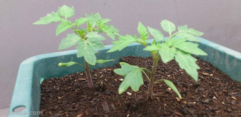 超好养的6种蔬菜，在家里种一盆，不缺菜吃，繁茂美观，收获满满
