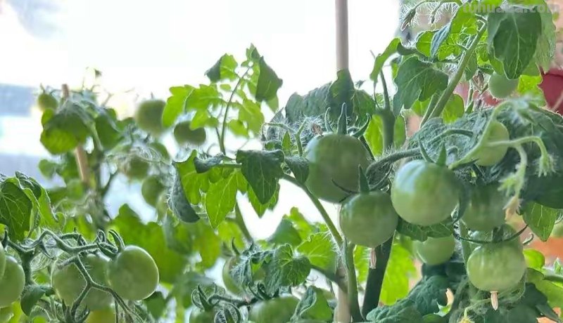 超好养的6种蔬菜，在家里种一盆，不缺菜吃，繁茂美观，收获满满