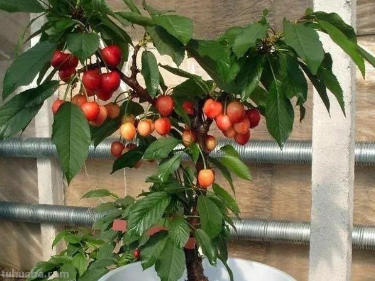 在家就能种的5种果，挂果率高，很好养，漂亮好吃，果子一串串