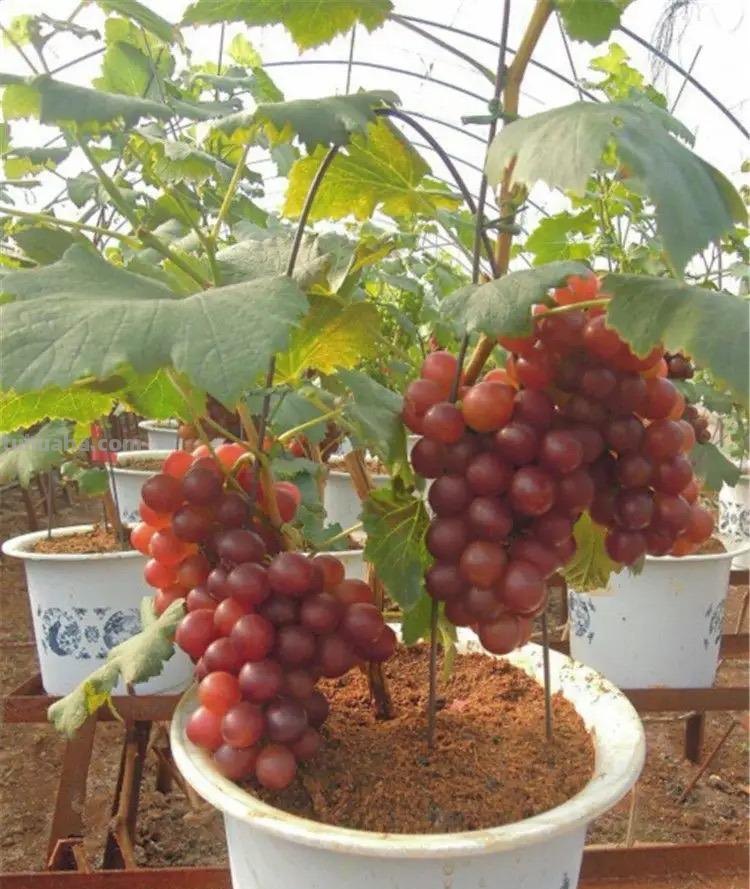 在家就能种的5种果，挂果率高，很好养，漂亮好吃，果子一串串