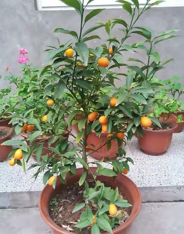 在家就能种的5种果，挂果率高，很好养，漂亮好吃，果子一串串