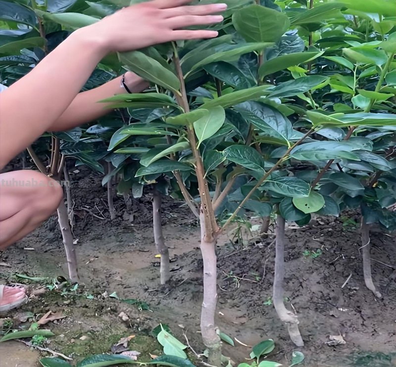 在家就能种的5种果，挂果率高，很好养，漂亮好吃，果子一串串