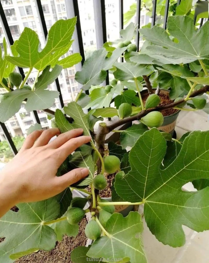 在家就能种的5种果，挂果率高，很好养，漂亮好吃，果子一串串